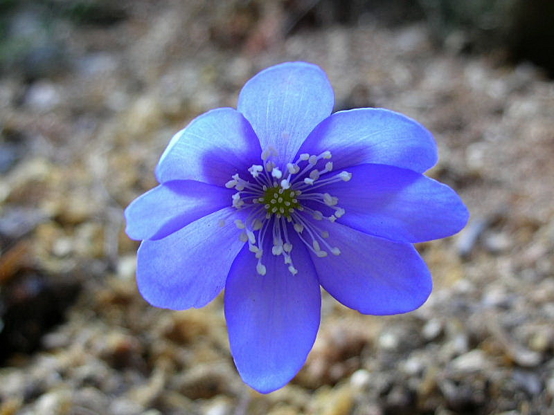 Hepatica nobilis / Erba trinit